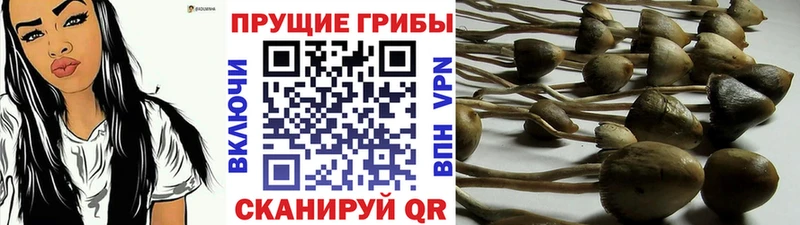 Псилоцибиновые грибы мицелий  цена наркотик  МЕГА зеркало  Светлогорск 